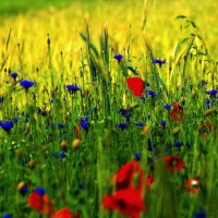 POPPY FIELD