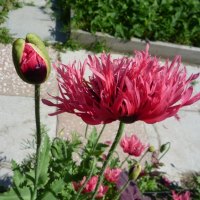 *** Poppy Flower ***