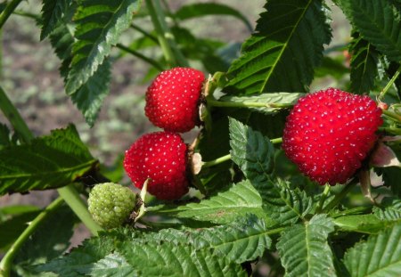 *** Raspberries *** - leaves, green, raspberries, red