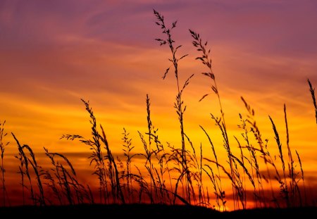 GOLDEN FIELD - wheat, golden, field, sunset, nature