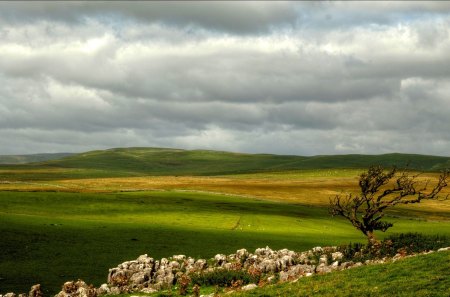 THE FIELD - landscape, field, tree, nature, green