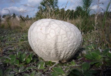 UFO-01 - nature, mushrooms, ufo, forest