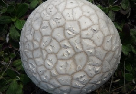 Big UFO in the grass - nature, mushrooms, ufo, forest