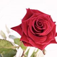 Beautiful rose