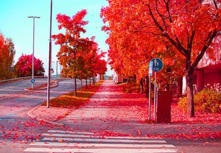 brilliant color - trees, sidewalks, red, streets