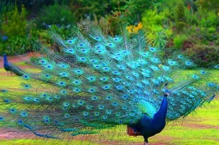 Proudly Nice - peacock, nice, proud, bird