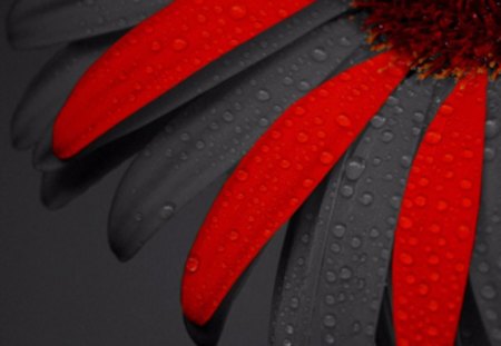 beauty - beads, dark gray, petals, red