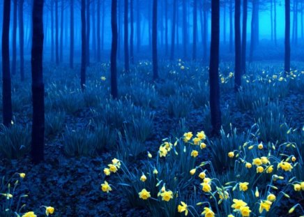 Black Forest - dense, flowers, forest, blue