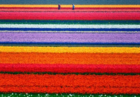 Rainbow Field - colorful, rainbow, red, green, field