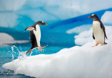 Penguins - ice, animals, penguin, cold place, sea, birds