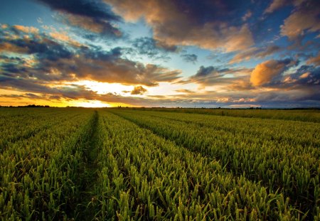 Sunset - beauty, sky, peaceful, field, sunset, path, view, clouds, green, grass, landscape, sunlight, lovely, nature, pathway, beautiful, splendor