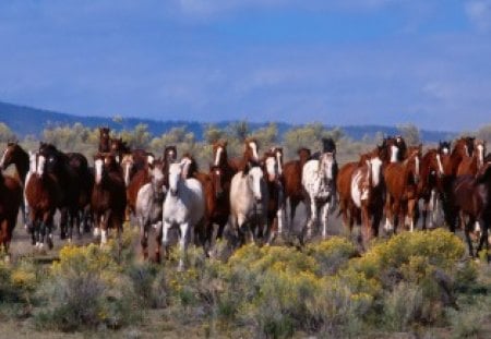 Herd Of Horses - sky, fur, many, field, white, mouth, horses, brown, weeds, land, head, herd, tail, nose, mountain, daylight, day, hoofs, nature, blue