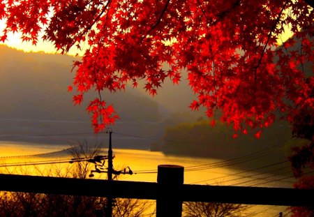 Red Autumn Leaves at dusk - landscape, fence, tree, leaves