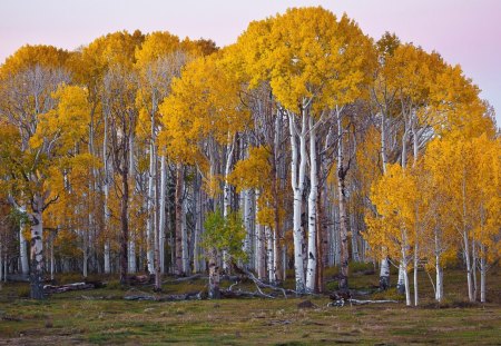 Autumn birch forest - fall, forest, birch, autumn