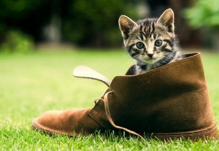 COMFORT in SHOE - shoes, attractive face, kitten, green, grass, cat