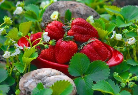 Yummy strawberries - summer, beautiful, delicious, leaves, plate, yummy, field, nature, red, pretty, fruits, stones, strawberries, garden, nice, lovely, berries