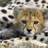 Cute Cheetah Cub