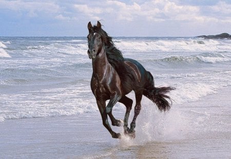 Wild & Free - beach, free, horse, wild