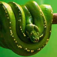 Emerald Tree Python