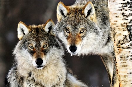 GORGEOUS COUPLE - winter, gray, snow, couple, tree, wolves