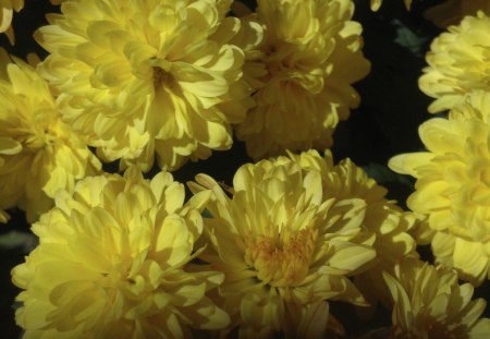 A Bouquet Of Yellow Flowers - a bouquet of flowers, yellow flower, a bouquet of yellow flowers, yellow flowers