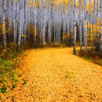 Fallen autumn leaves on the road in the woods of Colorado.