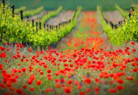 Scarlet area - farm, hills, field, flowers, poppies