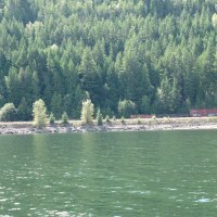 The green trees of British Columbia on Shuswaps lake