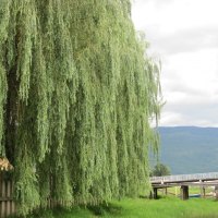 Willow tree near the bridge