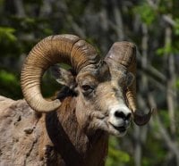 Bighorn Sheep