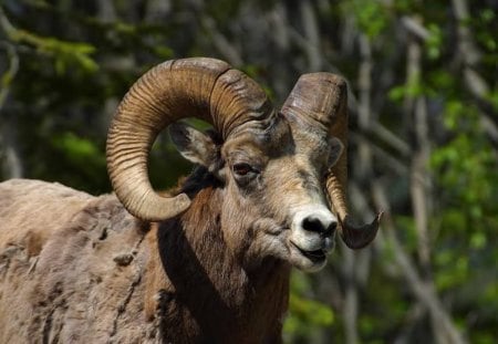 Bighorn Sheep - animal, nature, sheep, horns