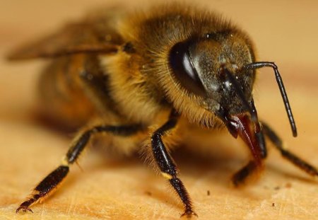 Bee Close-Up - insect, bee, yellow, bug