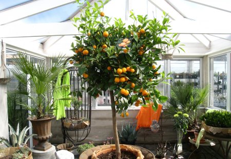 Orange-tree - greenhouse, orange, plants, pots