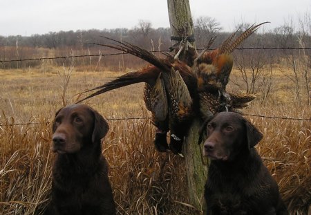 2 of my hunting dogs - dogs, hunting, animals, birds