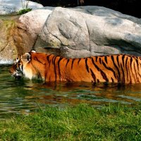 Tiger in Water