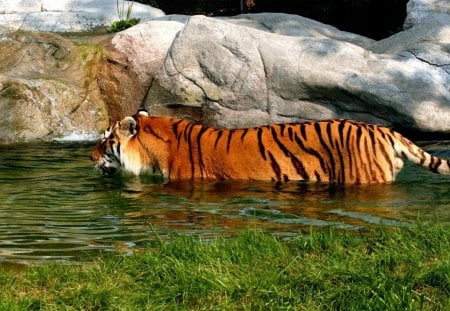 Tiger in Water - wet, water, tiger, cooling off