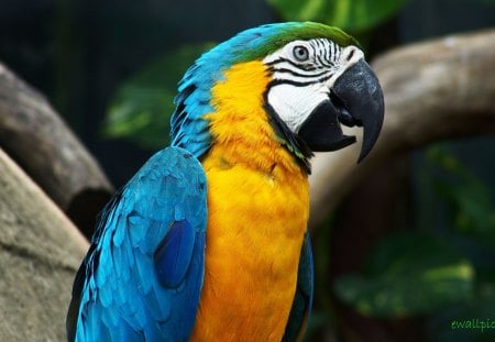 amazing parrot - animals, birds, colourful, parrot