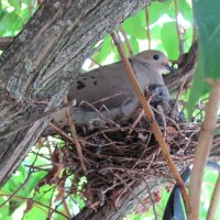 Morning Dove and Her Baby