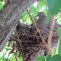 Morning Dove and her Two Babies