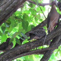 Morning Dove Mamma and Babies