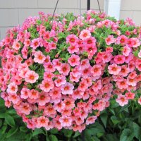 Hanging Flower Basket In My Garden