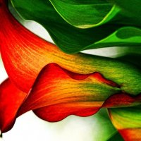 Flower Series   --Calla Lily