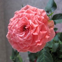 Pink Miniature Rose