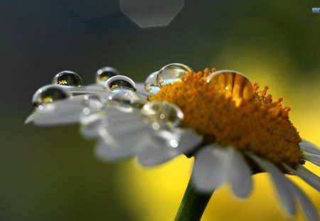 Morning Dew Drops - water, daisy, dew, flower