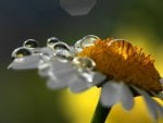 Morning Dew Drops