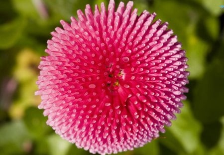 The Pink Daisy - daisy, lovely, pink, anemone