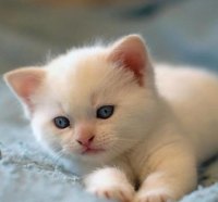 Cute White Kitty