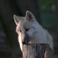 YOUNG ARCTIC WOLVE