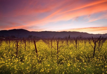 Sunset vineyard - vineyard, sunset, landscape, flower