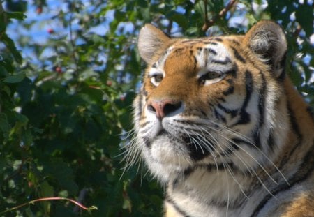 SIBERIAN TIGER - cats, siberian, zoo, tiger